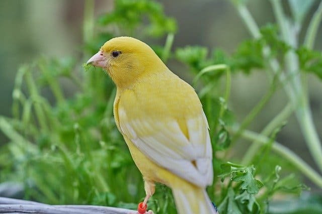 jenis burung kenari