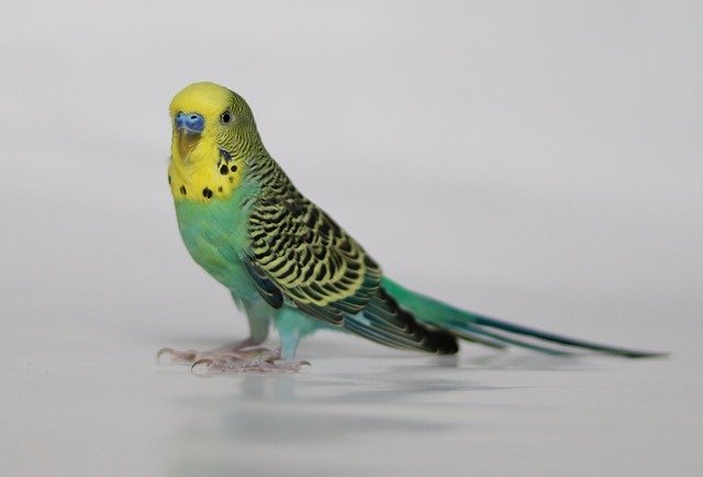 jenis jenis burung kenari