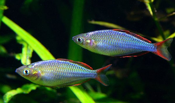Ikan Pelangi (Rainbow) Papua