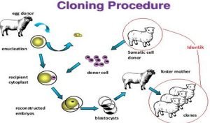 teknologi Kloning pada hewan