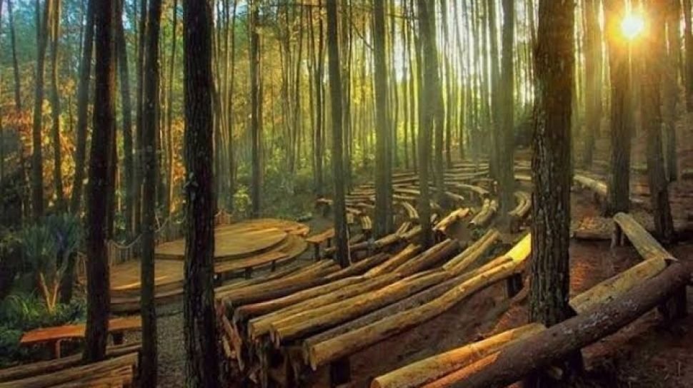 Hutan-Pinus-Mangunan